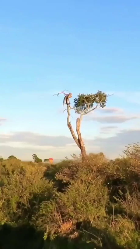 In Kenya’s Maasai Mara reserve, a leopard was filmed climbing to the top of a tree to silently watch the sunset.