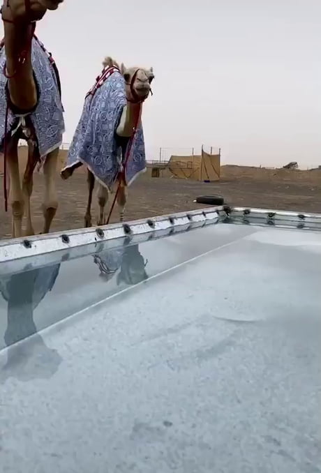 Forget football! See camels drink.