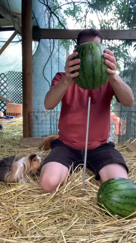 Like cute fluffy piranhas