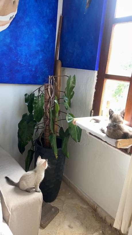 Remarkable athleticism