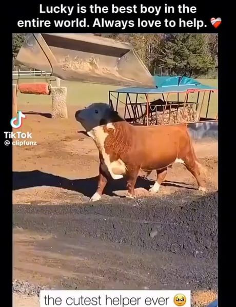 Happy boi