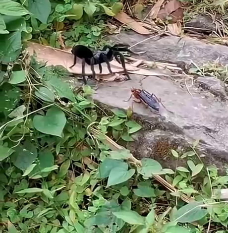 Wild Nature
