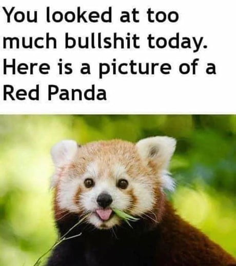 Best 30 Red Panda Fun On 9gag