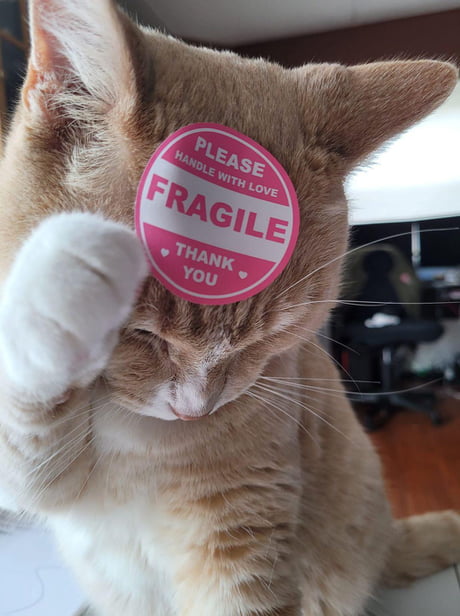 Treat All Animals W Love And Care 9gag