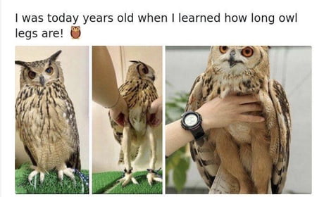 Owls Have Long Legs Goodbye - Meme - Shut Up And Take My Money