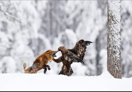 Golden Eagle and the Red Fox - 9GAG