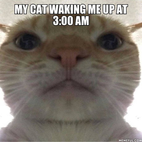 when someone wakes me up meme