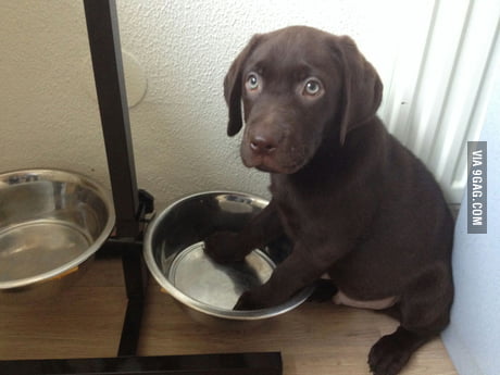 Begging Black Lab