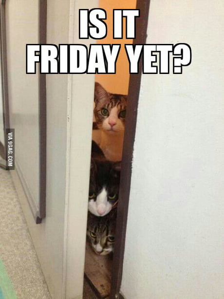is it friday yet cat
