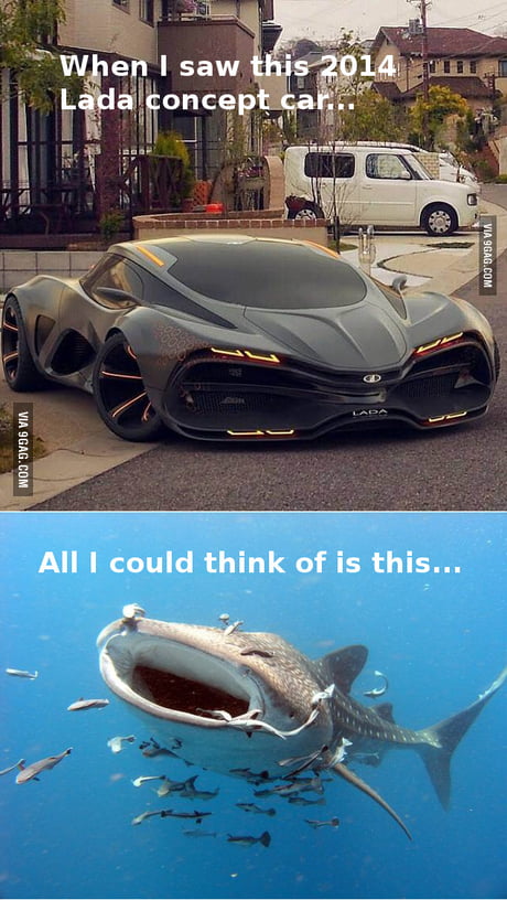 whale shark car