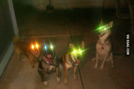what does it mean when your dogs eyes glow green