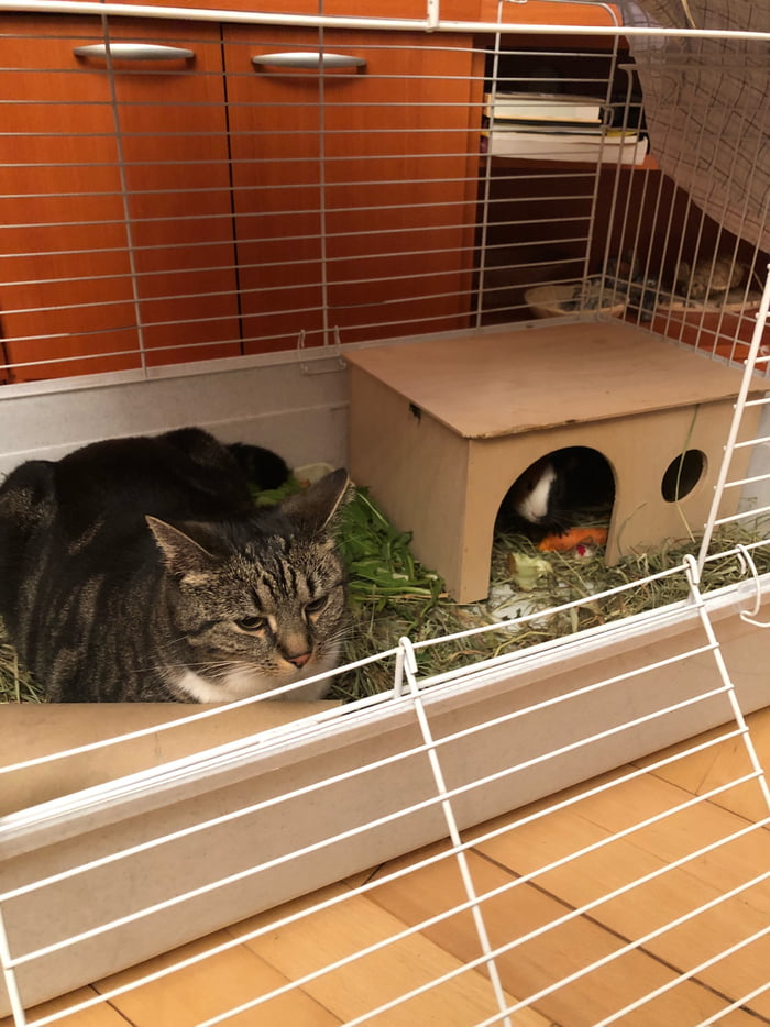I forgot to close the cage and saw this when I came back