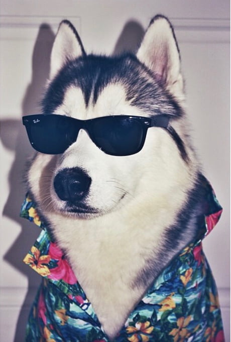 Husky Pupper wearing sunglasses