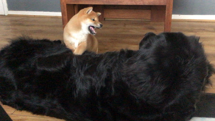 Felt nervous about my Newfoundland getting along with the Shiba puppy, instant friendship.