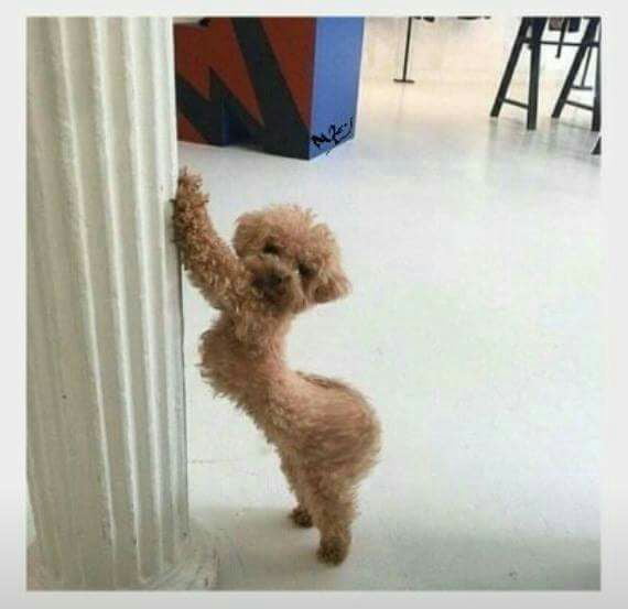 Dat ass