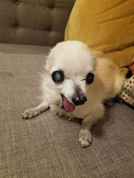 do all chihuahuas go blind