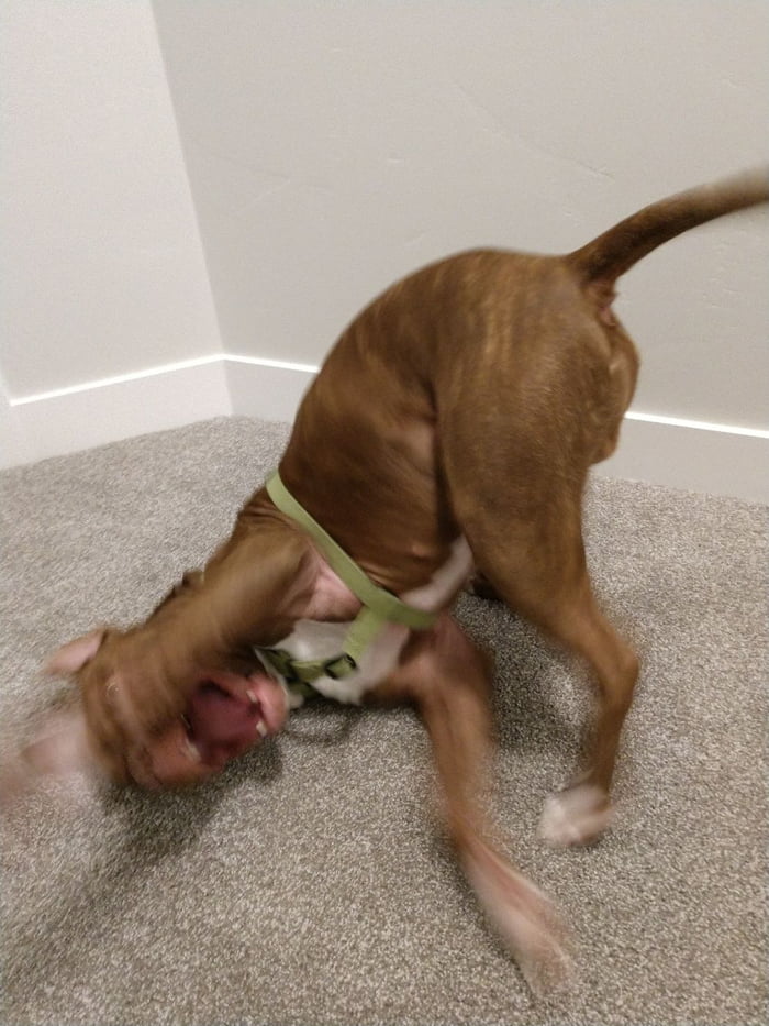 I think this picture pretty much explains how it is owning a pitbull
