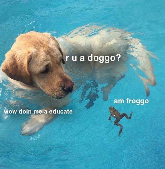 Doggo gets educated