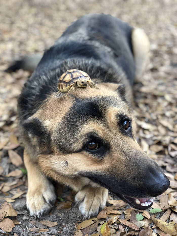 Maia (pup) and Bear (tort) enjoying each other’s company