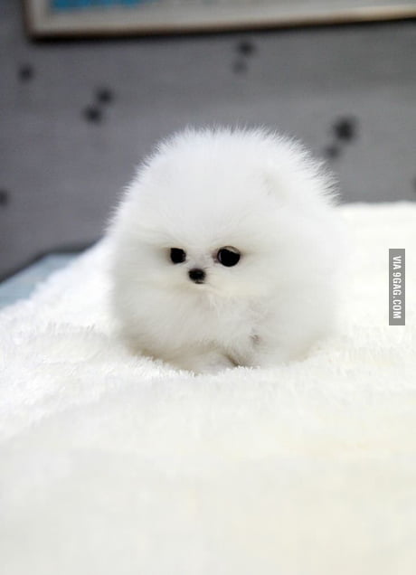 Little Fur Ball 9gag