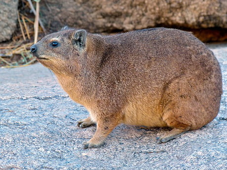 Best Funny hyrax Memes - 9GAG