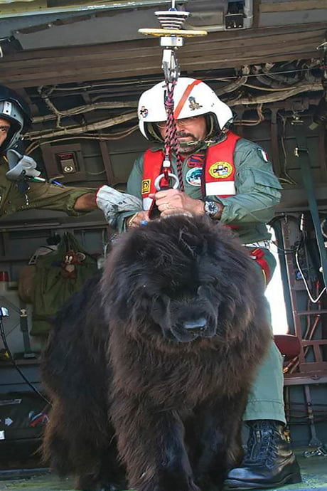 Newfoundland dog hot sale coast guard