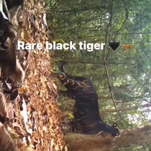 Baby black tiger. - 9GAG