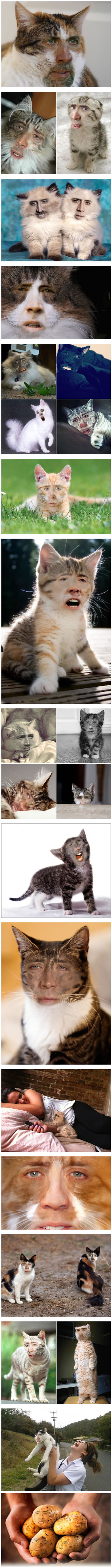 Cats With Nicolas Cage's Face