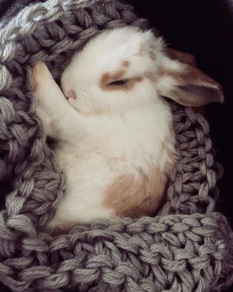 Sleepy bunny - 9GAG