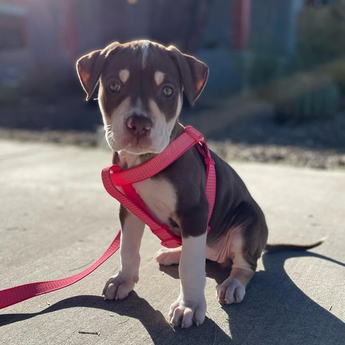 Rescued This Little Girl In Arizona This Week Meet Phoenix 9GAG