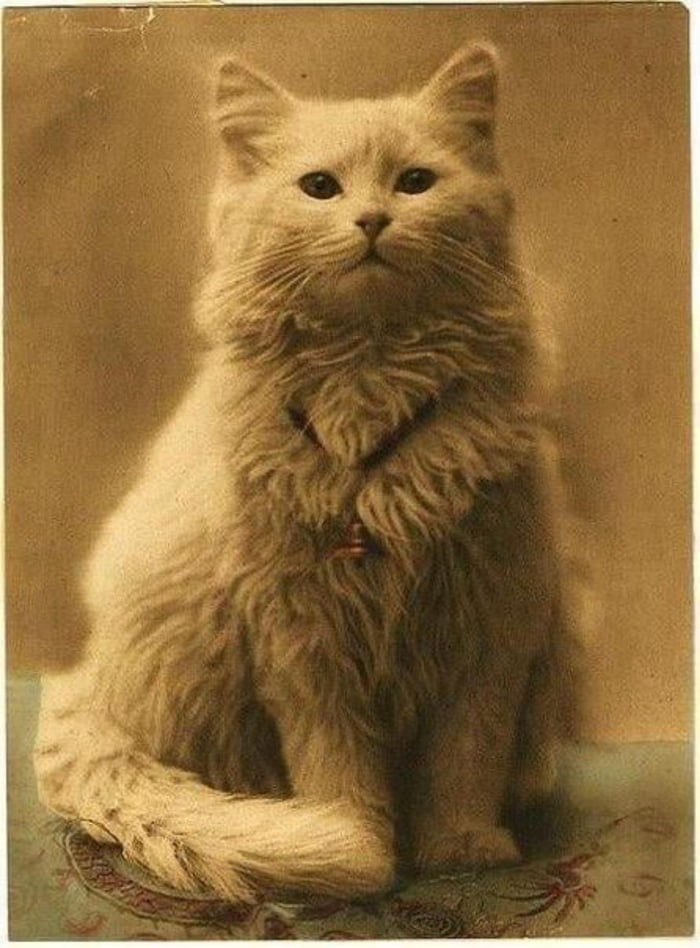 the-year-is-1880-and-this-is-the-first-photo-ever-taken-of-a-cat-in