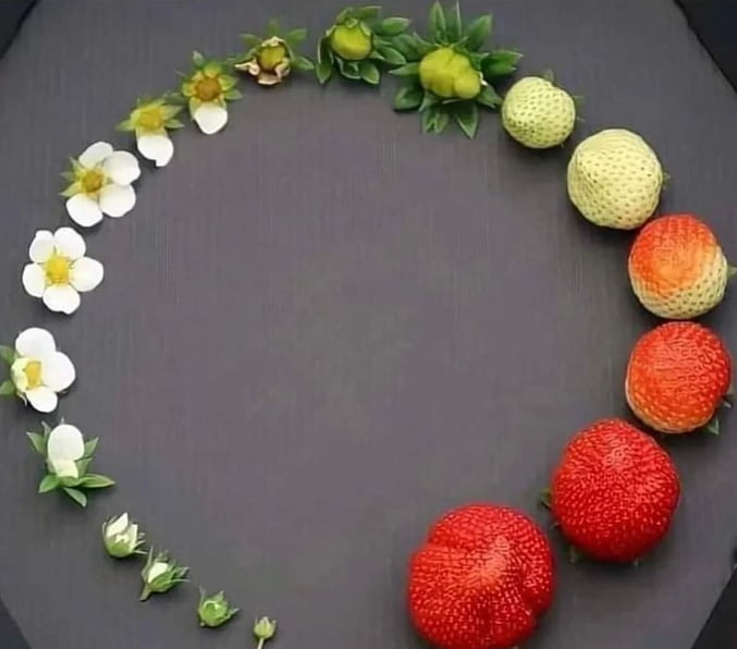 the-life-cycle-of-a-strawberry-9gag