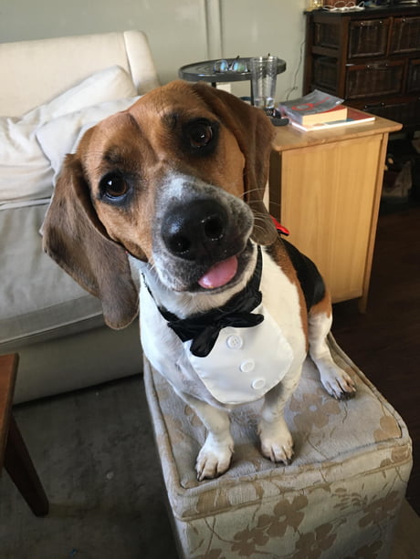 beagle bow tie