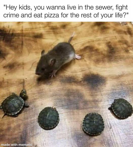 World turtle day. Post turtle memes 9GAG