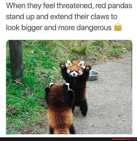 Best 30 Red Panda Fun On 9gag