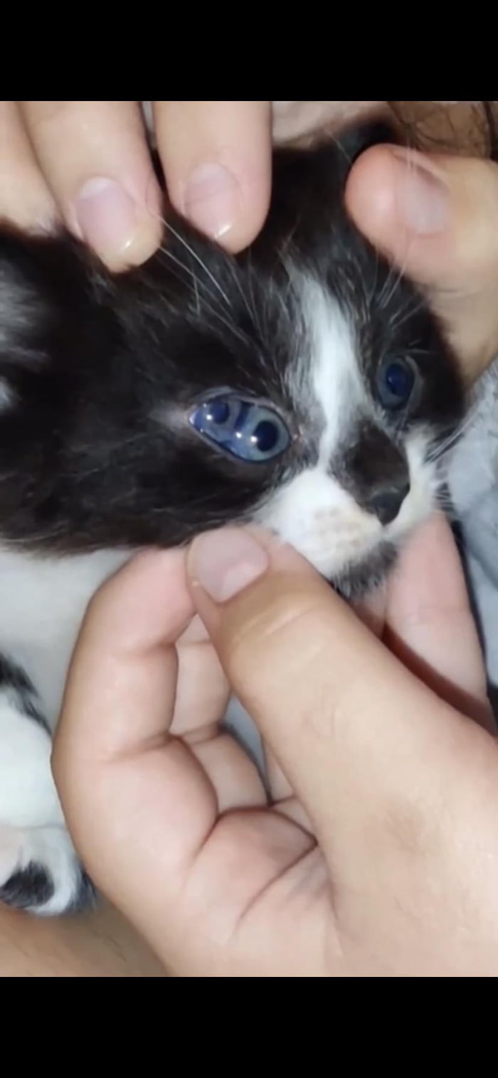 Cat with 3 eyes 9GAG