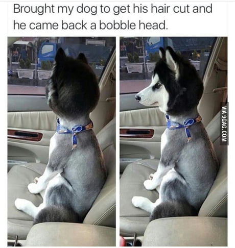 Its Still Cute Though 9gag