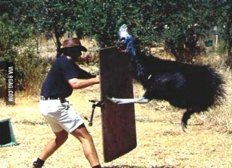 Ydmyge akademisk pille This is the original "Angry Bird", the Cassowary of Northern Australia. It  is aggressive and known to attack humans without provocation. - 9GAG