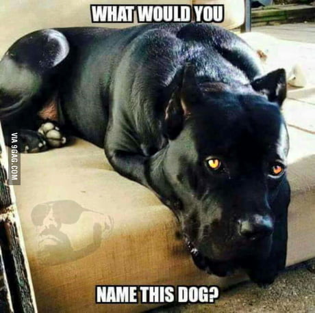 how should you name your dog