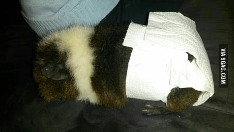 Guinea best sale pig diapers