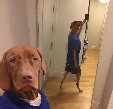 weimaraner costume