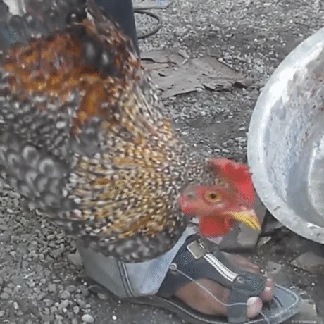 This Chicken S Head 9gag