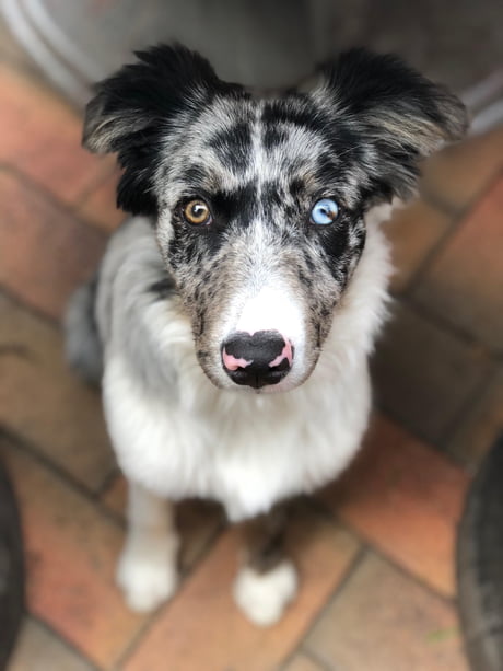 how much is a blue merle border collie