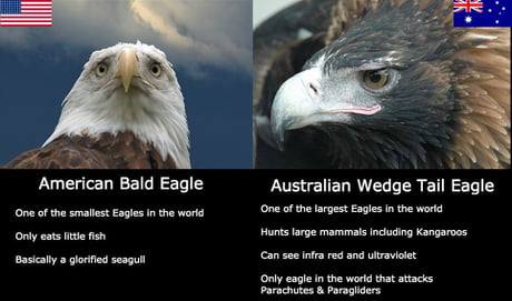 udsende pasta Fritid American Bald Eagle VS Australian Wedge Tail Eagle - 9GAG