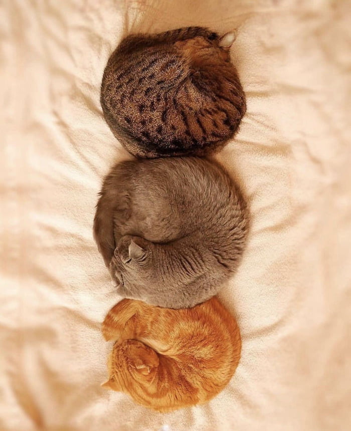 Big Round Cats "Dough" On The Bed