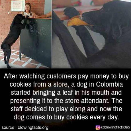 Good Doggo Pays For Cookies 9gag
