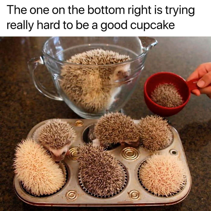 Adorable prickly cupcakes
