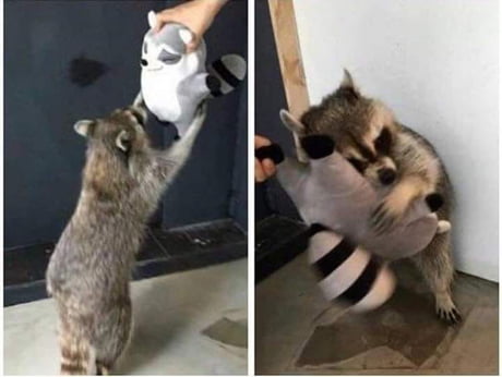 raccoon hugging stuffed animal