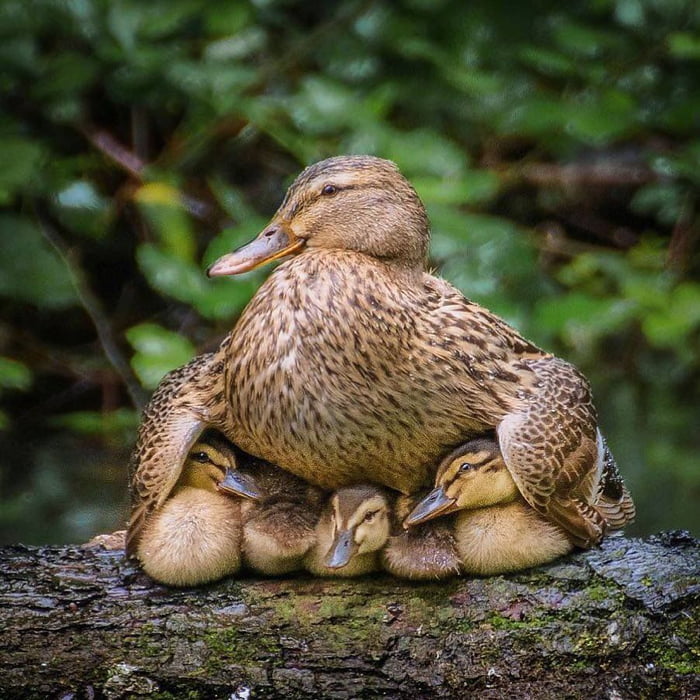 Mama Protecting her Ducklings