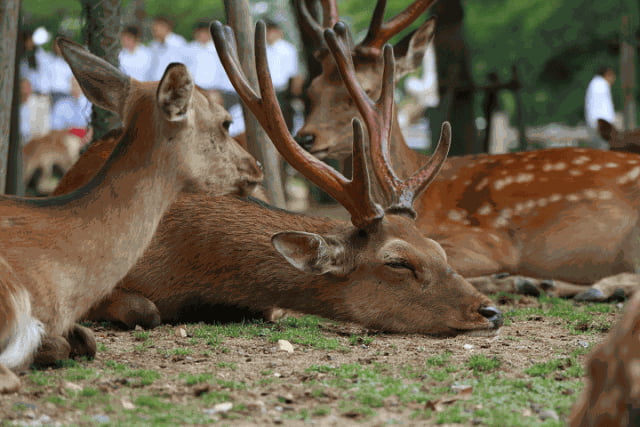 how many stomachs does a deer have